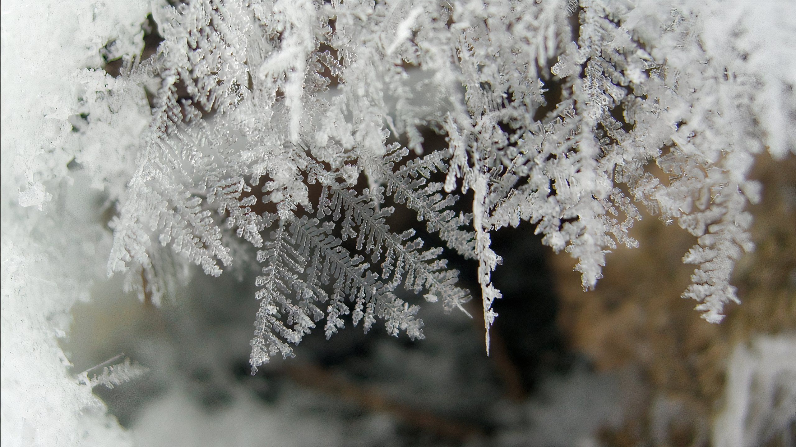 Snow crystals on a tree.