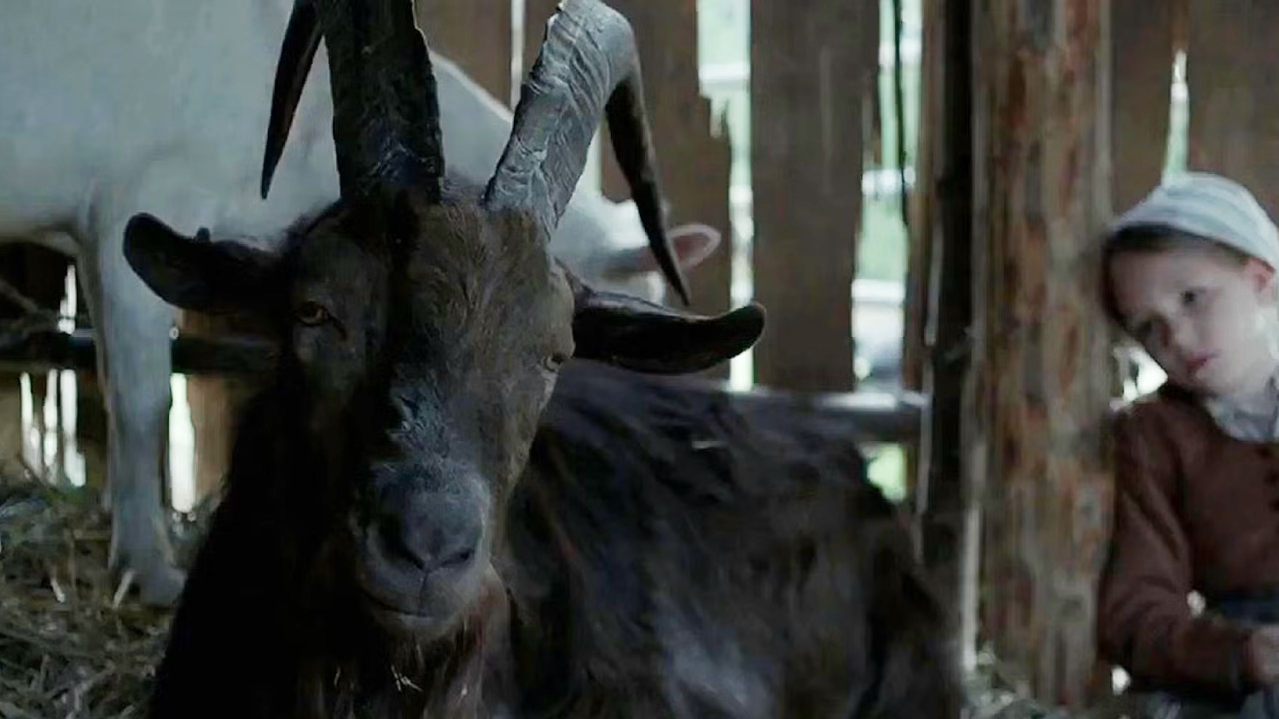 Black Phillip in The Witch.