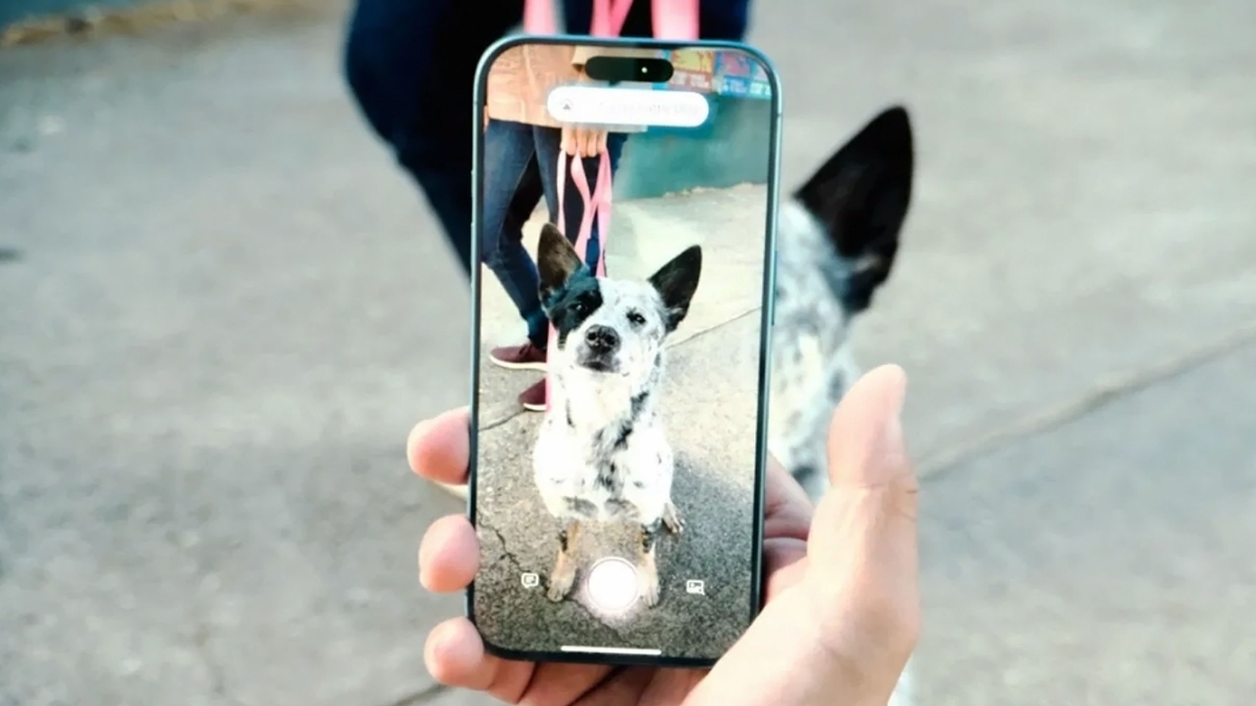 Visual Intelligence identifying a dog on an iPhone 16.