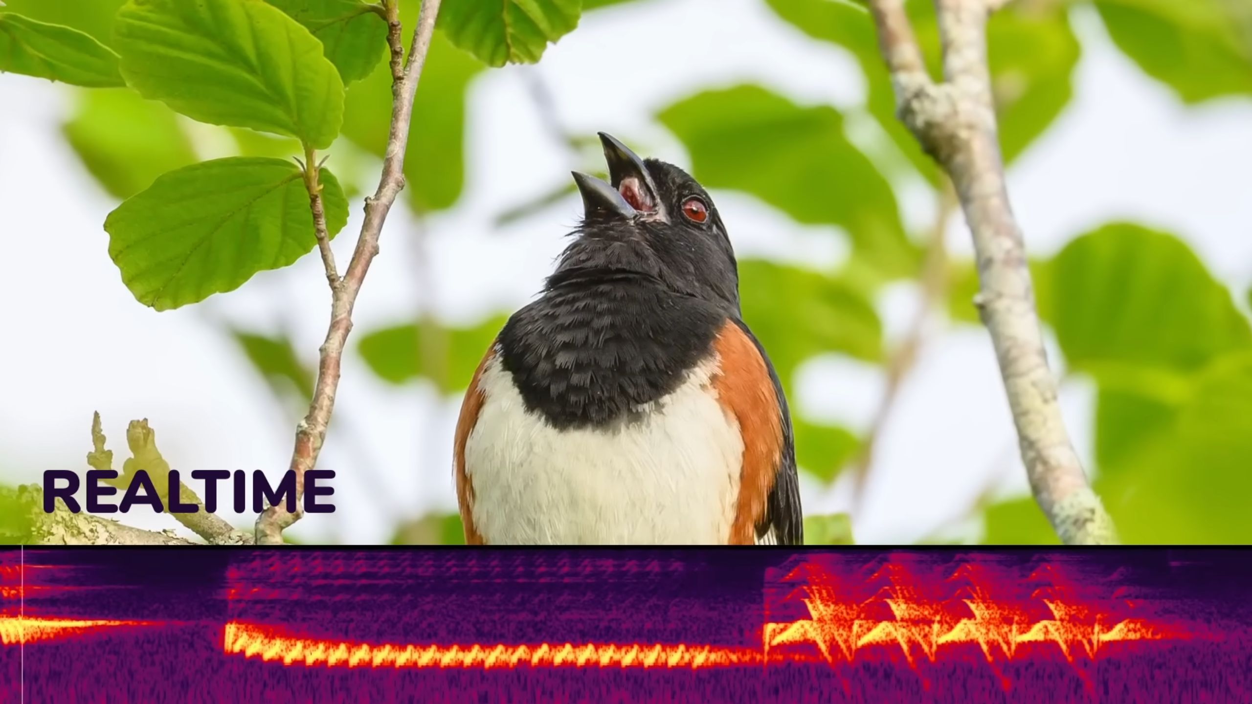 I Saved a PNG Image To A Bird screenshot from Benn Jordan on YouTube