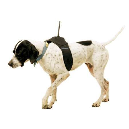 garmin launches gps collar for dogs image 1