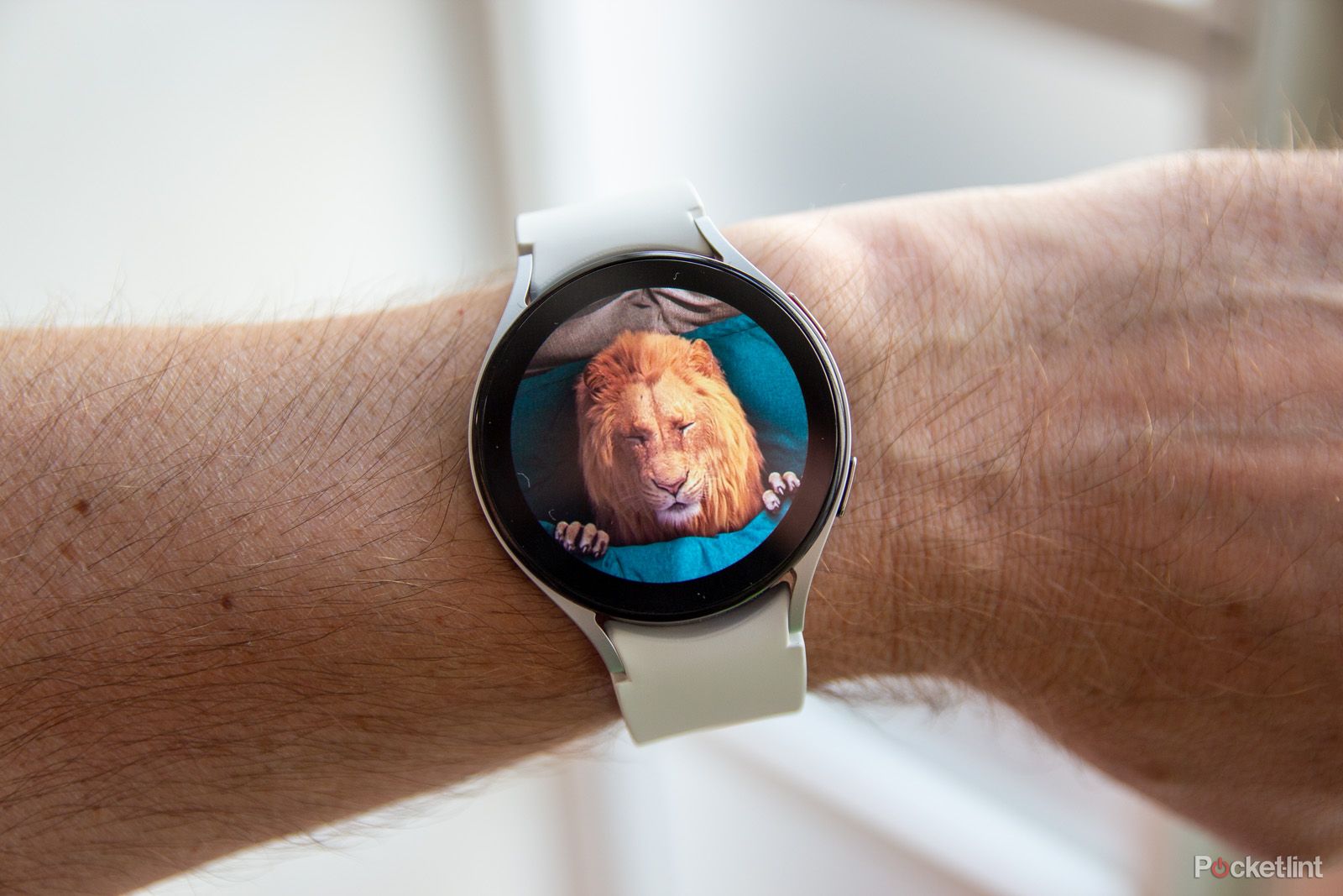 Samsung Galaxy Watch 5 with lion watchf ace