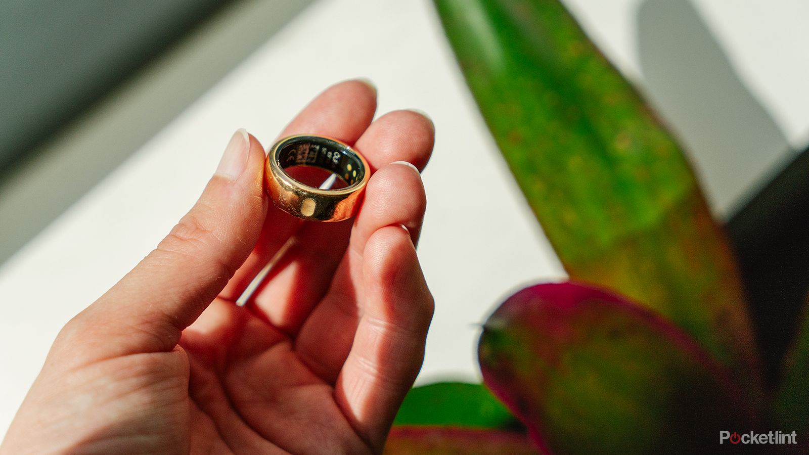 A hand holding an Oura Ring in front of a plant.