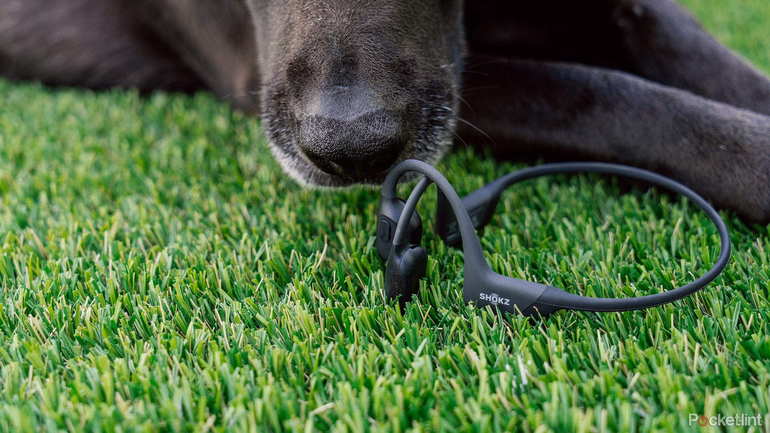 The nose of a black dog sniffs a set of Shokz bone conduction headphones sitting on fake turf. 