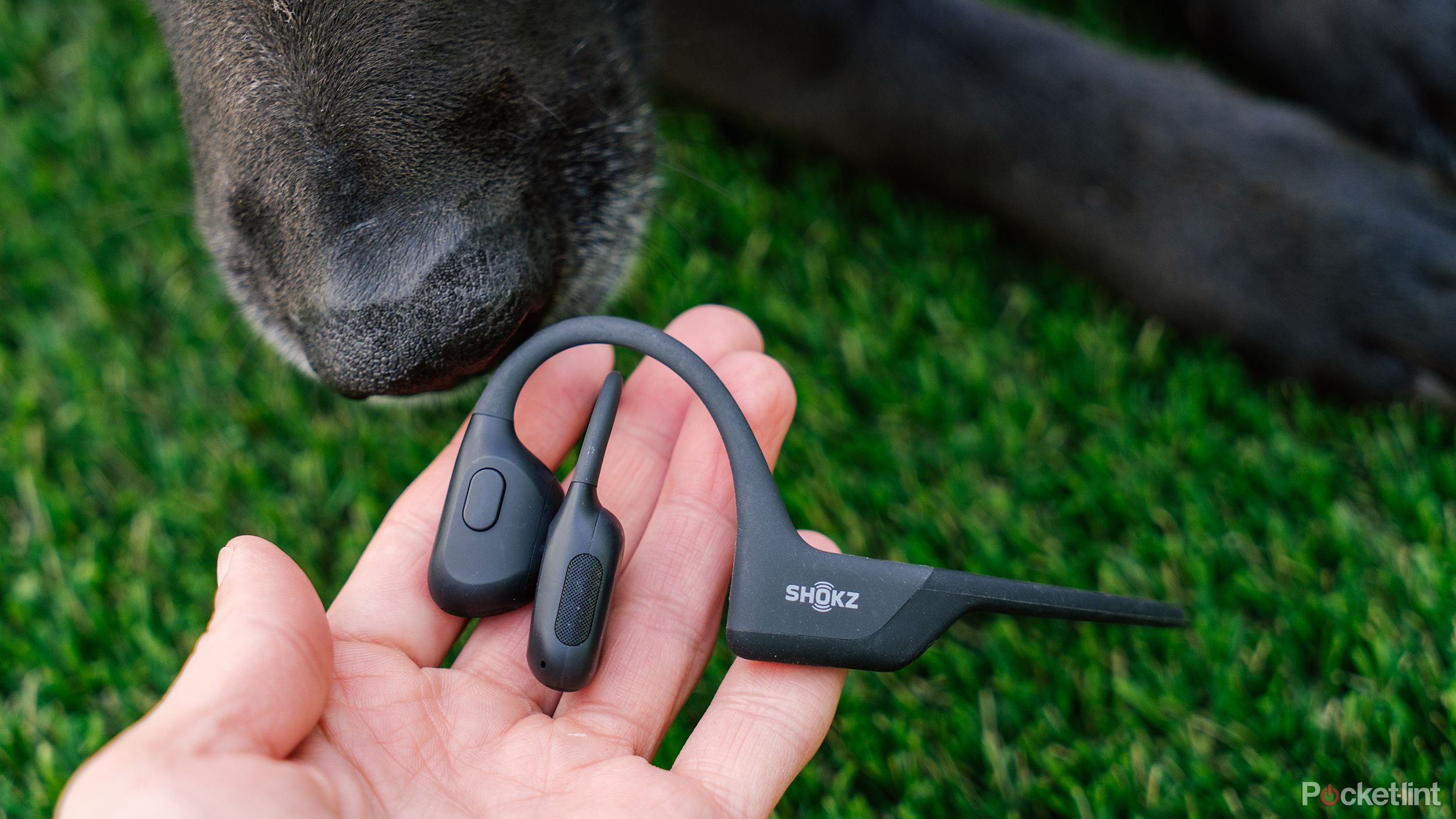 A black dog's nose sniffs a pair of Shokz bone conduction headphones that are resting in a hand. 