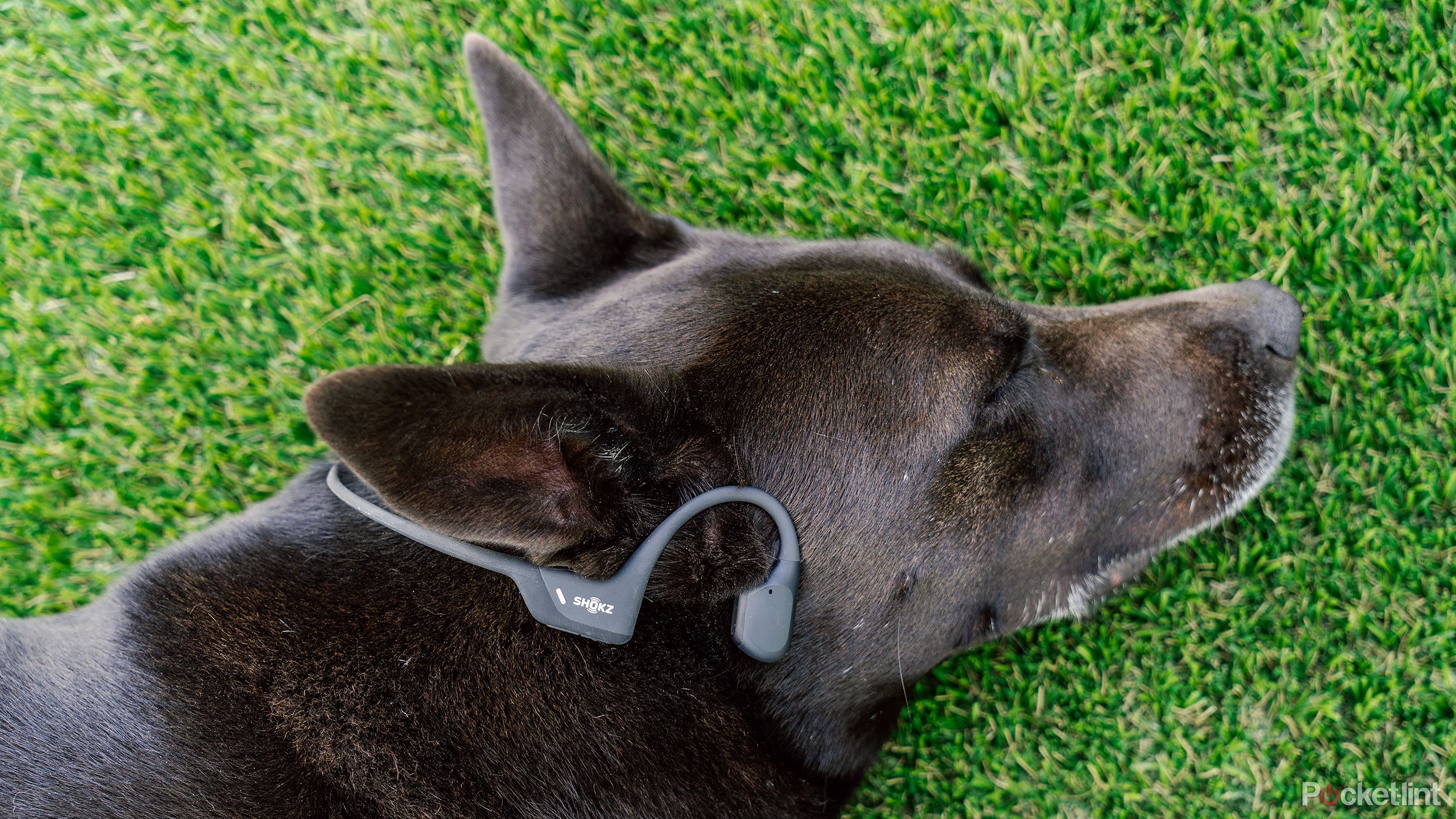 A black dog laying on fake turf has a pair of Shokz bone conduction headphones on her head. 