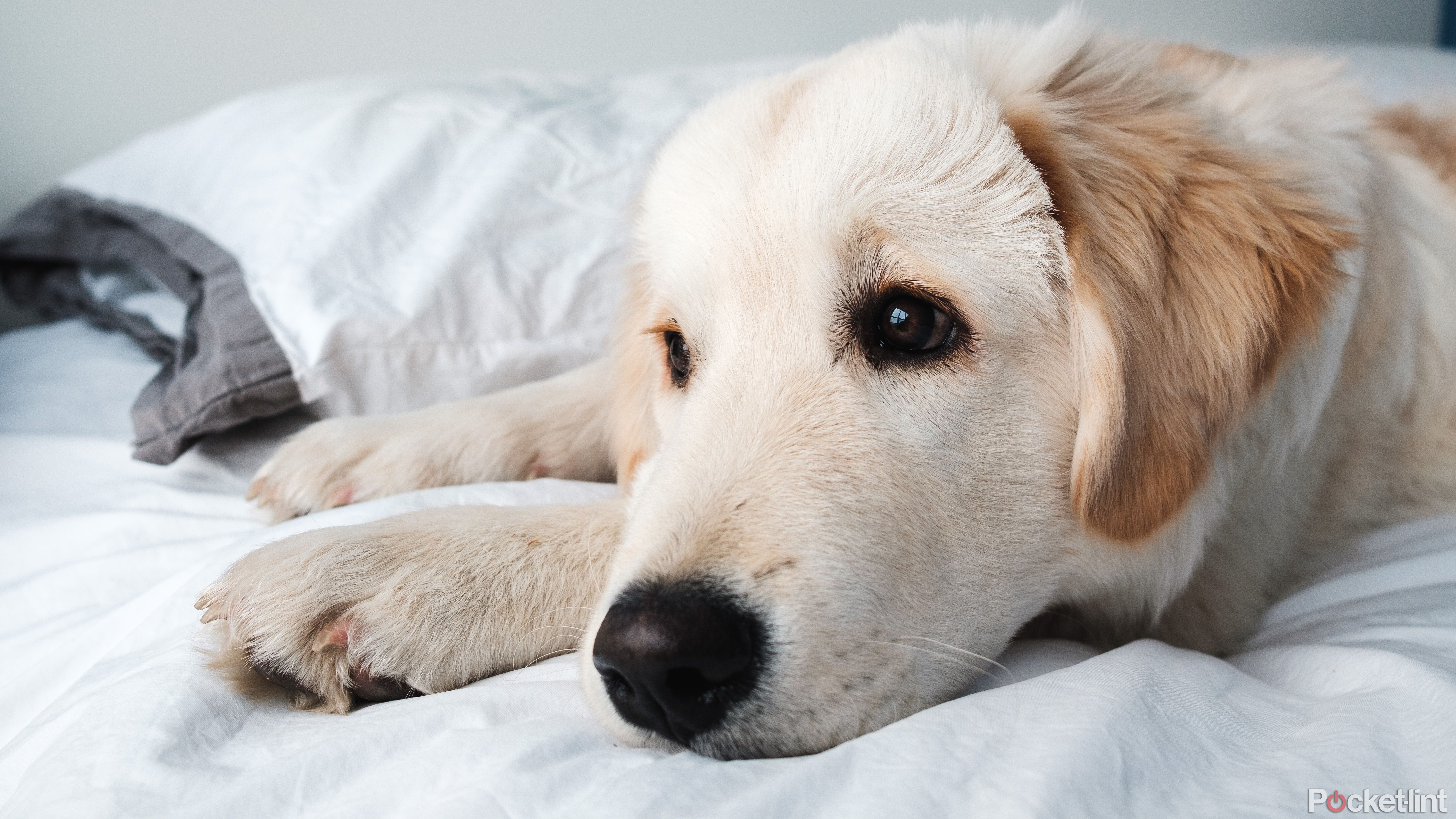 A Golden Pyrenees sits on bedsheets
