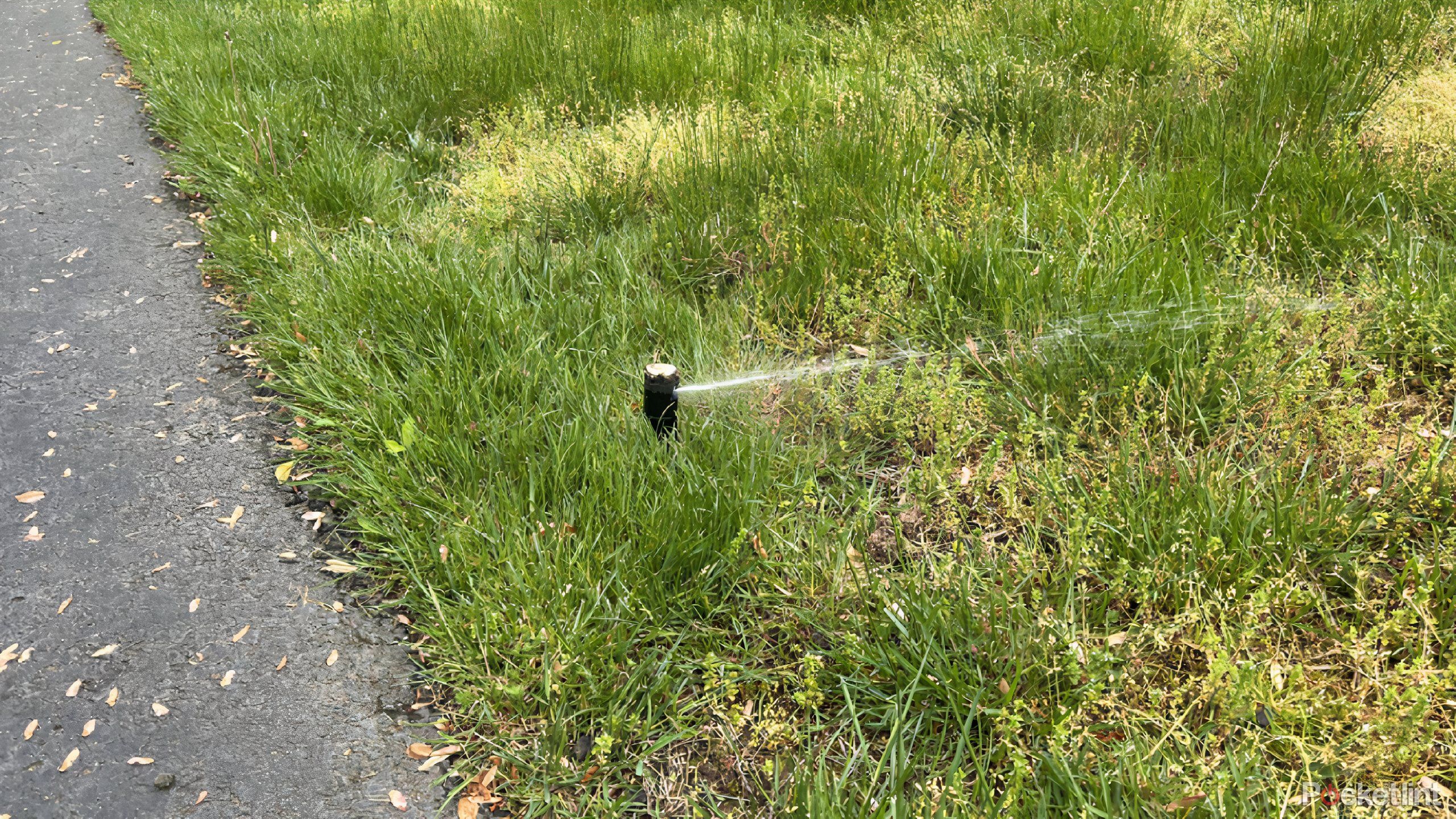 A sprinkler head