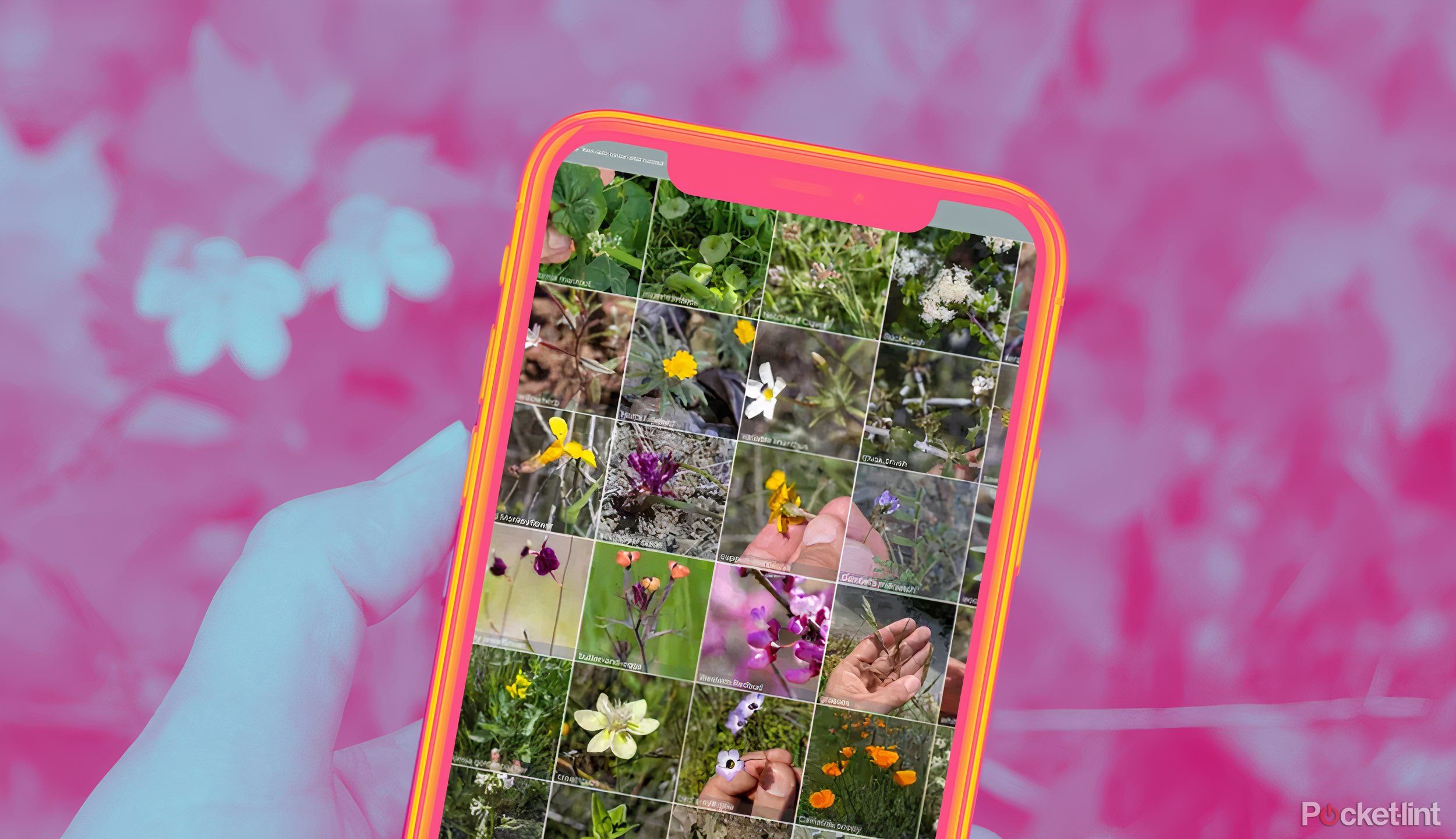 How I use my phone to identify plants for free