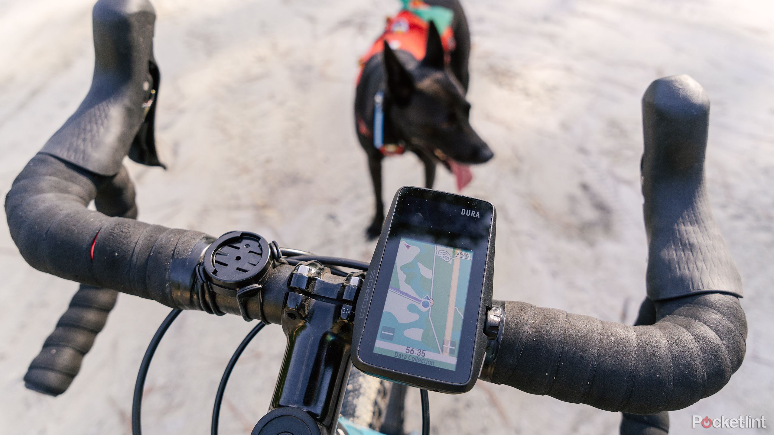 The Coros Dura on cycle handlebars with a canid in the background. 