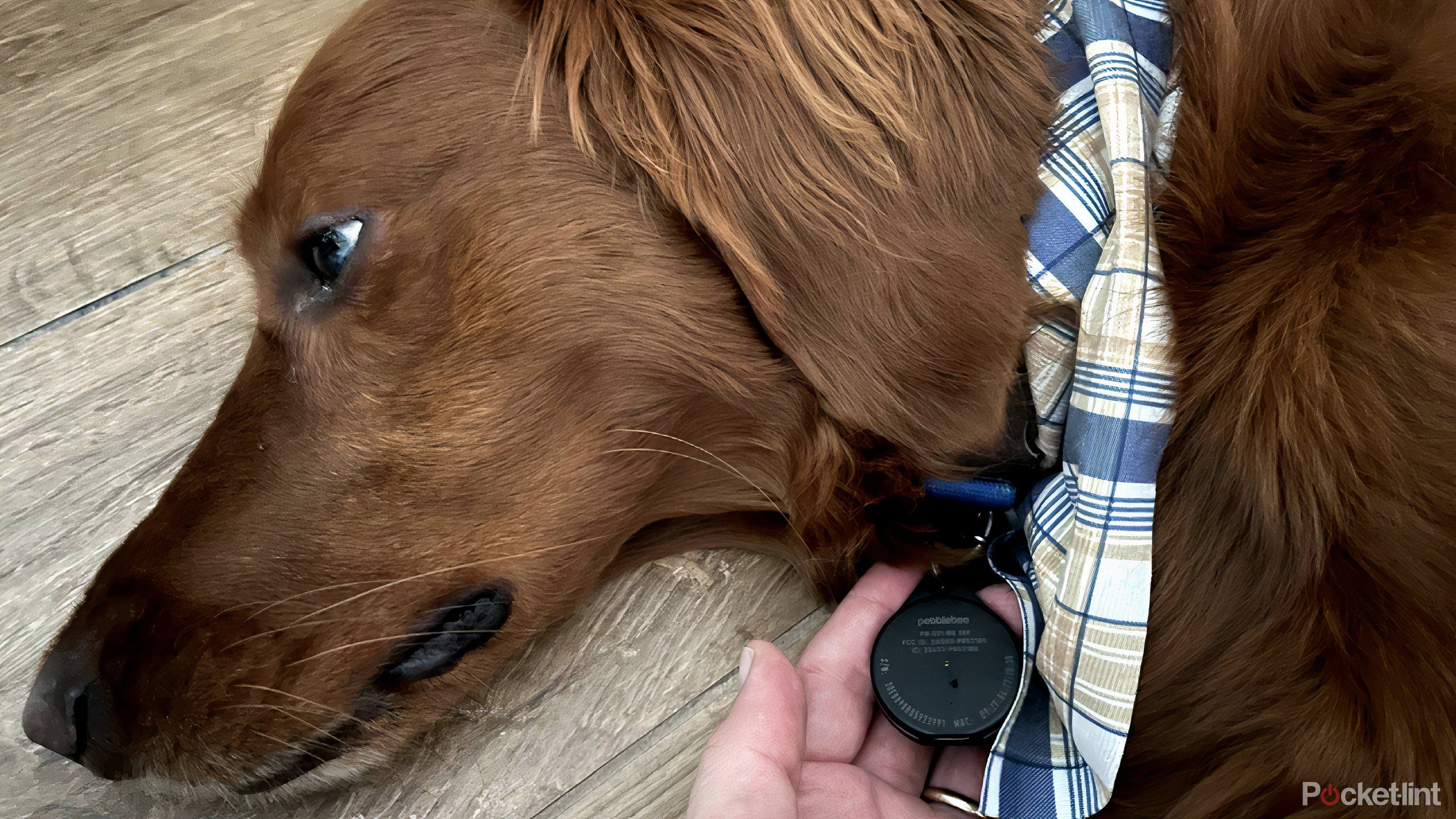 pebblebee on a dog