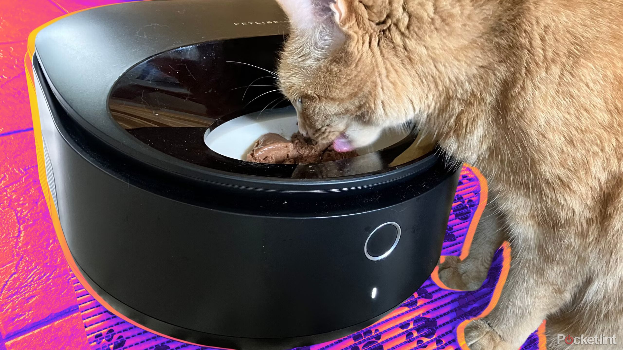petlibro polar wet feeder with orange cat eating from it