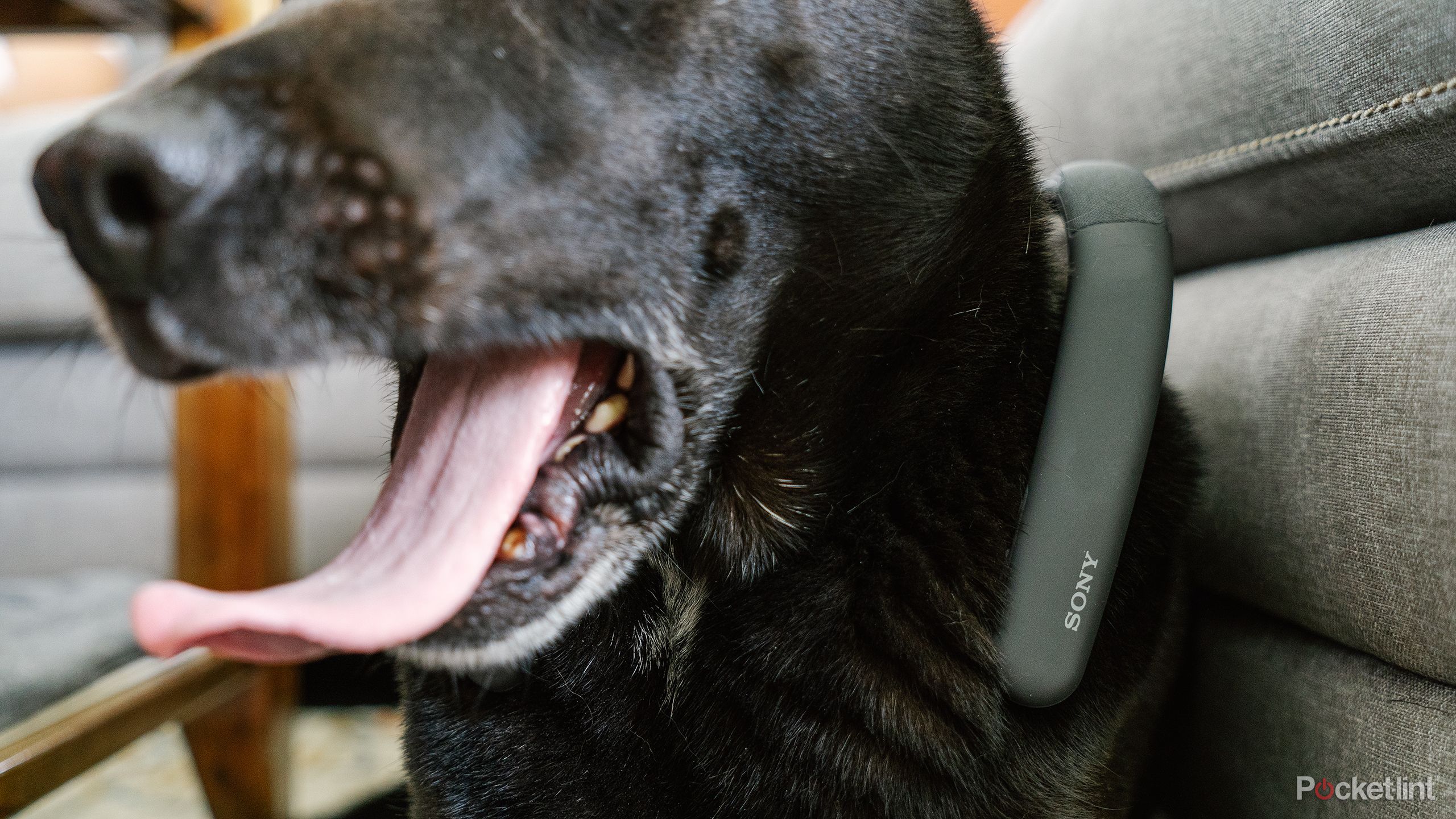 A black dog yawns while wearing the Sony SRS-NB10 Wireless Neckband.