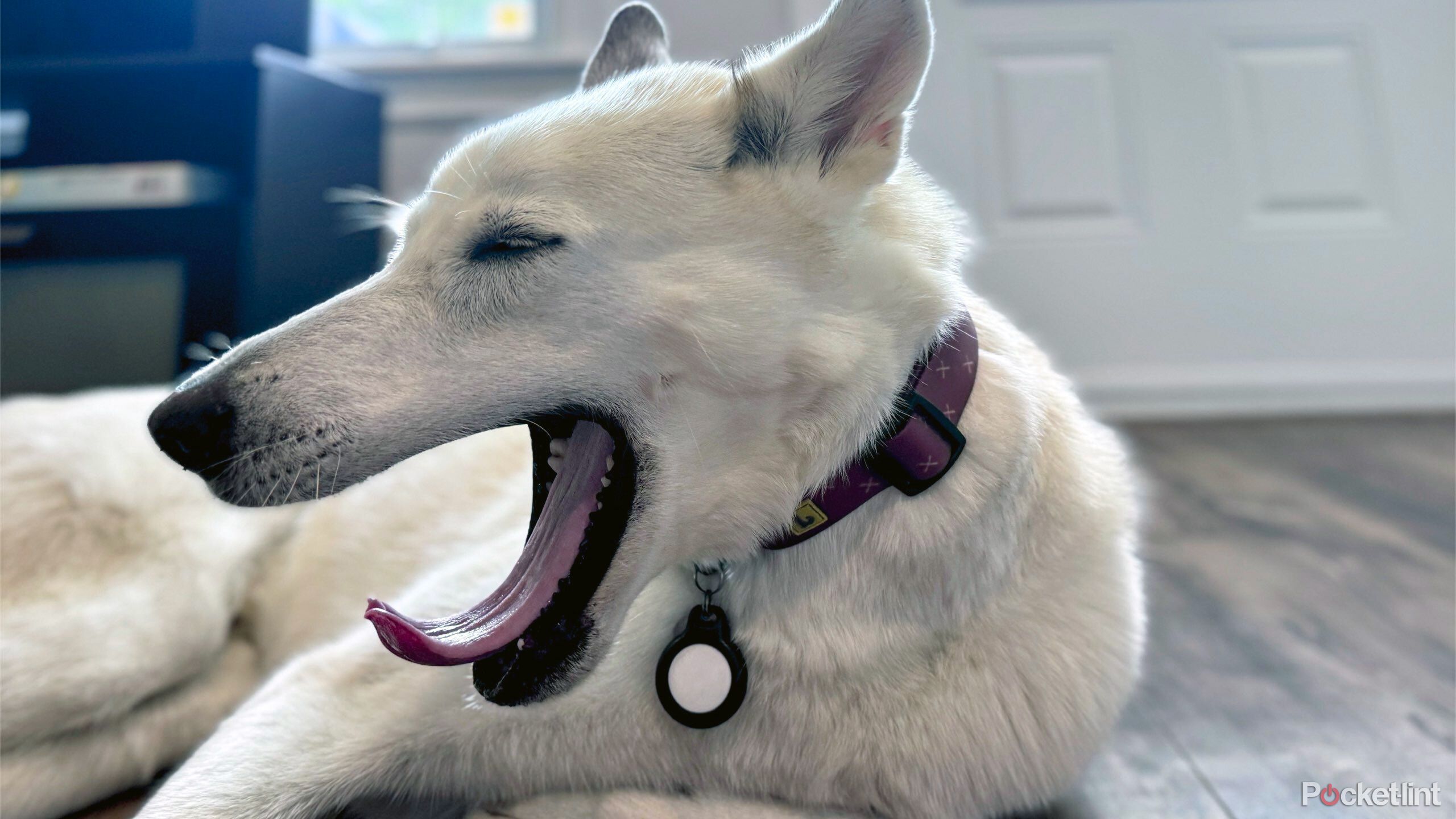 An AirTag on a very cute dog.