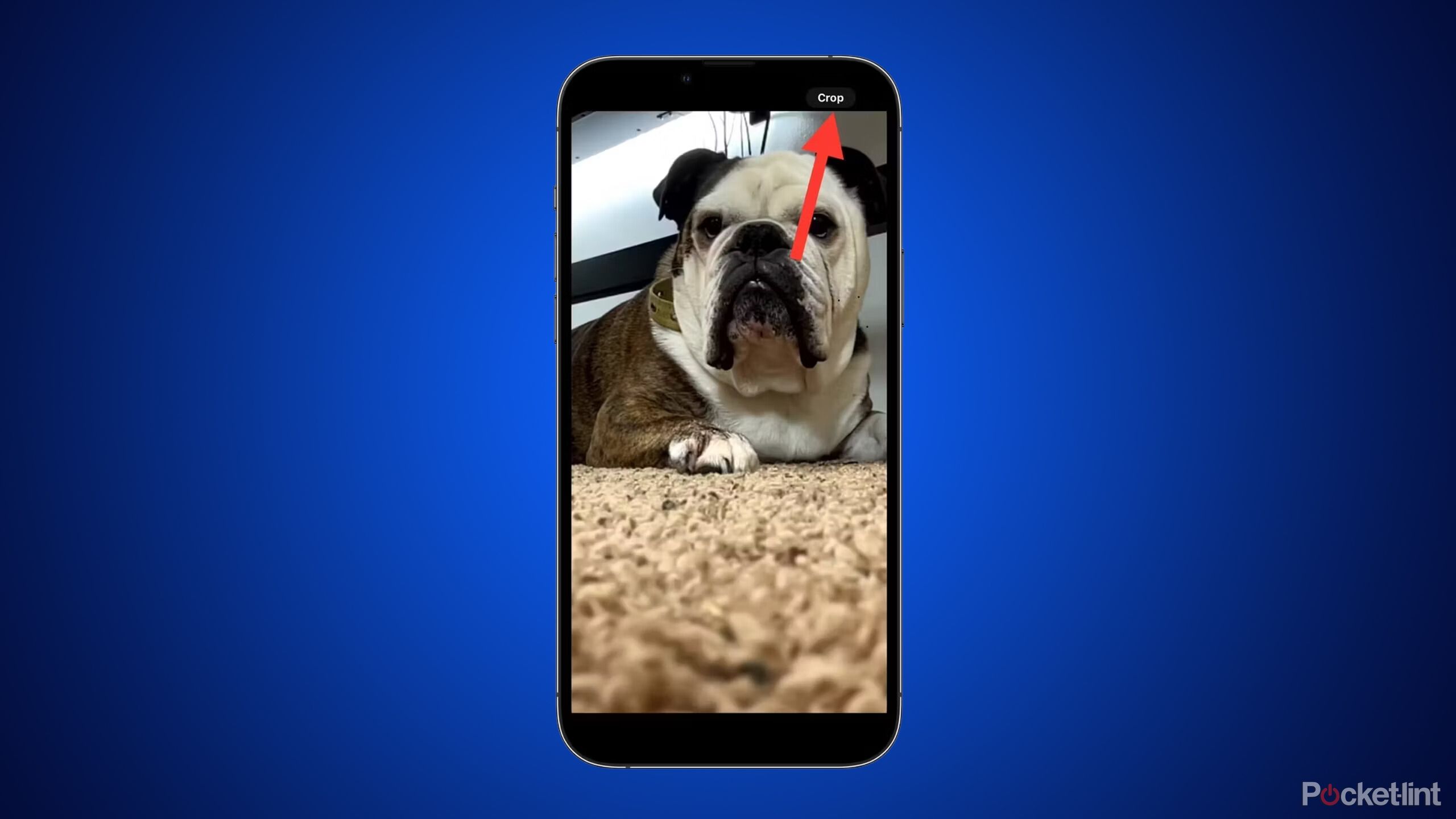 Someone cropping a photo of a bulldog in ios 17