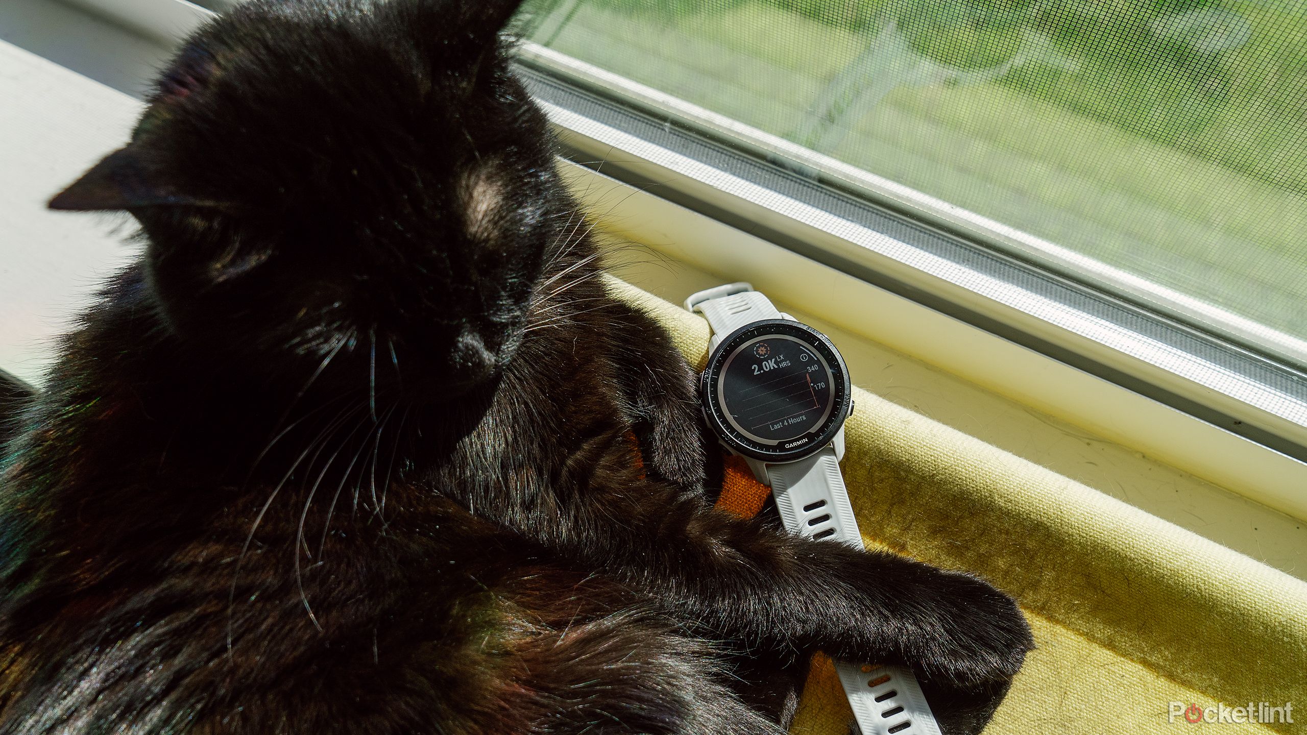 A black cat is curled up on a windowsill next to a Garmin Forerunner 955 Solar. 