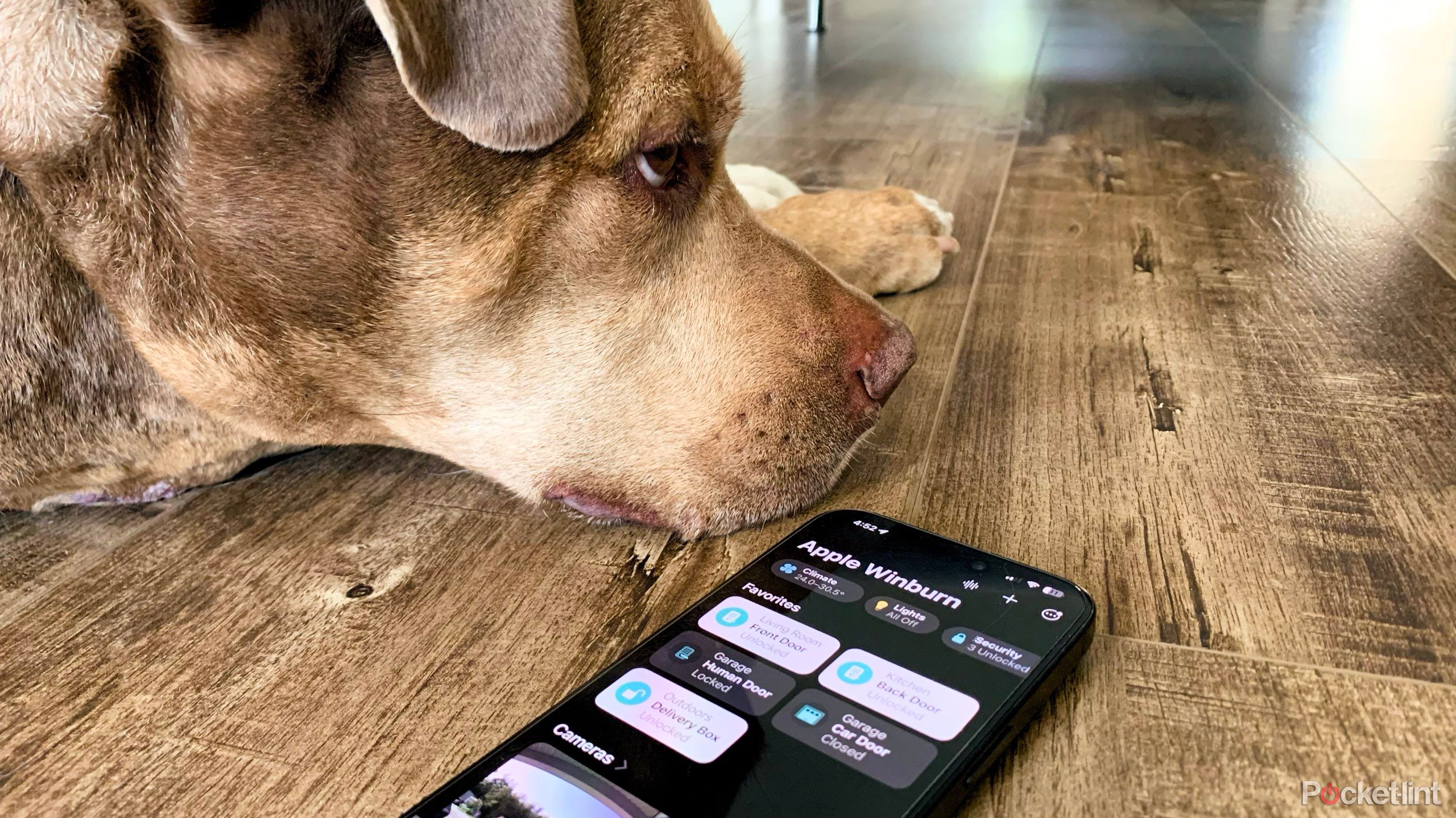 A dog lying near an iPhone with the Apple Home app open.