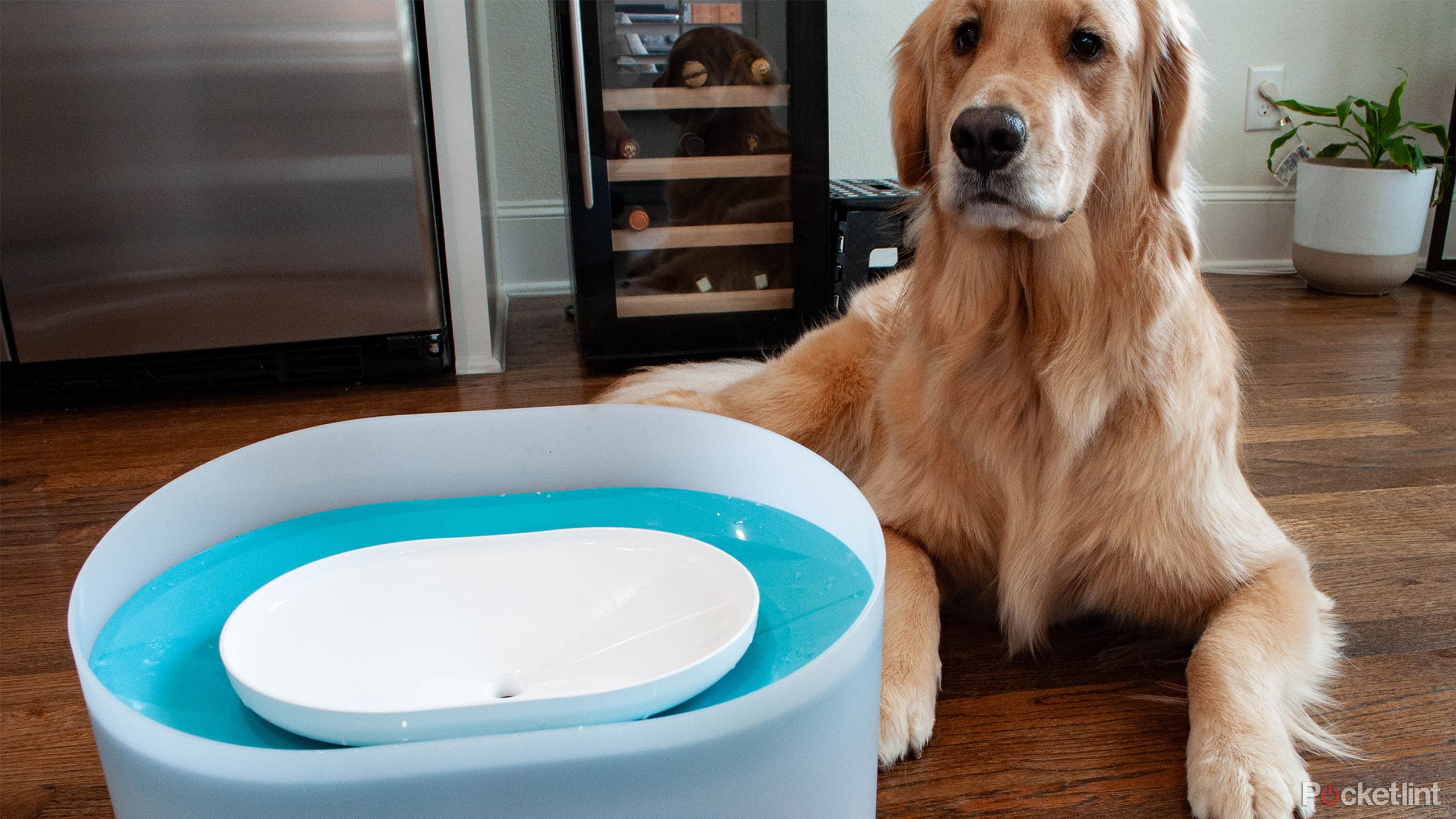 PetLibro Capsule Dog Fountain with peanut